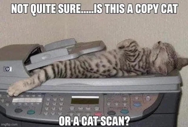 Cat scan | image tagged in cats,scan | made w/ Imgflip meme maker