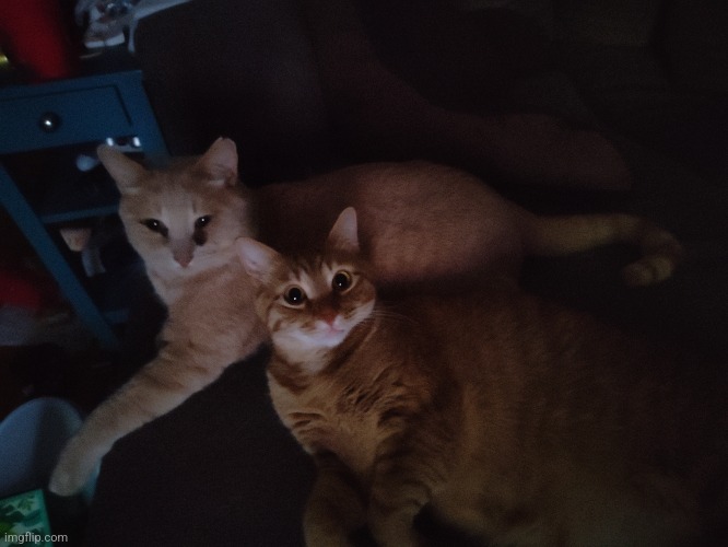 These two gay idiots tried mounting today | made w/ Imgflip meme maker