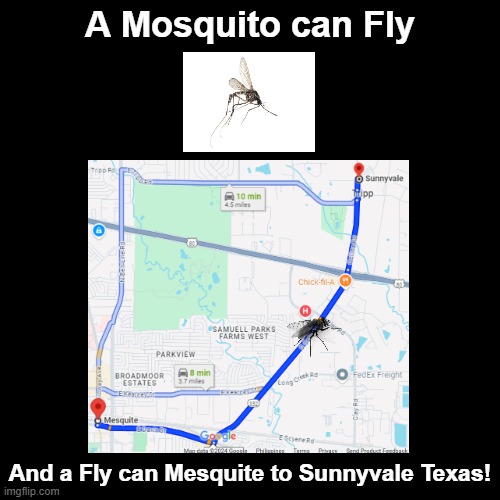 Fly can Mesquite to | A Mosquito can Fly; And a Fly can Mesquite to Sunnyvale Texas! | image tagged in black square,fly,mosquito,pun,texas | made w/ Imgflip meme maker