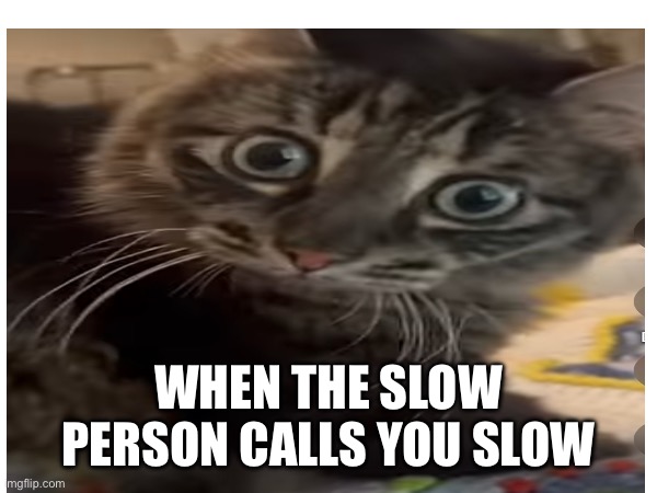 WHEN THE SLOW PERSON CALLS YOU SLOW | image tagged in cats | made w/ Imgflip meme maker