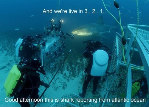 Shark Reporting Blank Meme Template