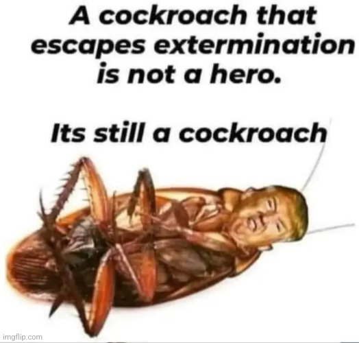 Cockroach | image tagged in cockroaches   trump,trumpbillie | made w/ Imgflip meme maker