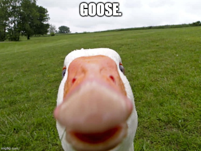 GOOSE. | image tagged in goose | made w/ Imgflip meme maker