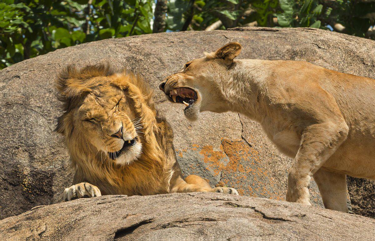 Lions Blank Meme Template