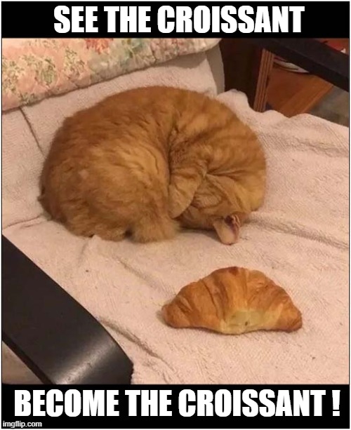 Hiding In Plain Sight ? | SEE THE CROISSANT; BECOME THE CROISSANT ! | image tagged in cats,criossant,hiding,camouflage | made w/ Imgflip meme maker