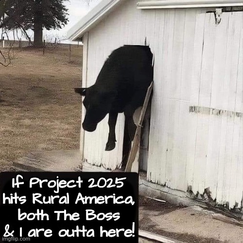 The Boss Already Warned Us | If Project 2025 hits Rural America,
both The Boss & I are outta here! | image tagged in bruce springsteen,dairy,farmers,dnc,rural america | made w/ Imgflip meme maker