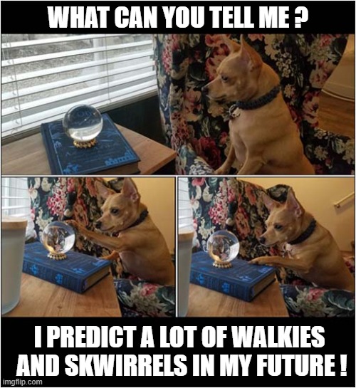 The Power Of The Crystal Ball ! | WHAT CAN YOU TELL ME ? I PREDICT A LOT OF WALKIES
 AND SKWIRRELS IN MY FUTURE ! | image tagged in dogs,crystal ball,predictions,walks,squirrels | made w/ Imgflip meme maker