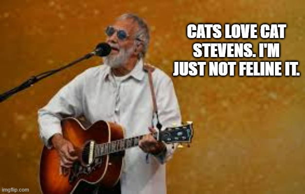 memes by Brad - Cats love Cat Stevens but I'm not feline it | CATS LOVE CAT STEVENS. I'M JUST NOT FELINE IT. | image tagged in funny,cats,kittens,music,funny cat memes,humor | made w/ Imgflip meme maker