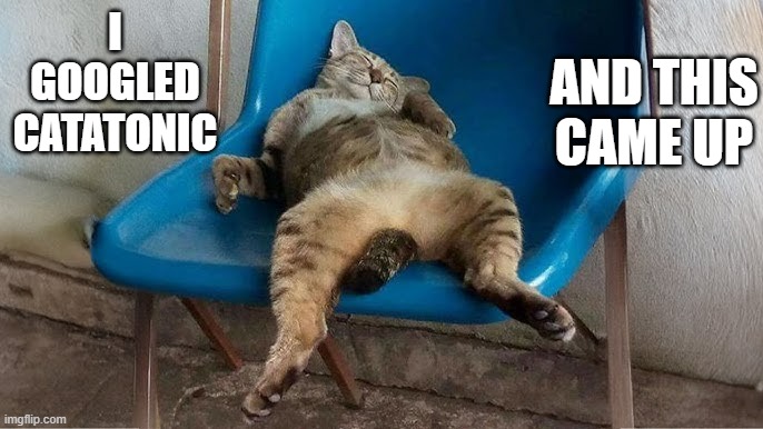 memes by Brad - I googled catatonic and got back a picture of my cat ! | AND THIS CAME UP; I GOOGLED CATATONIC | image tagged in funny,cats,kittens,funny cat memes,play on words,humor | made w/ Imgflip meme maker