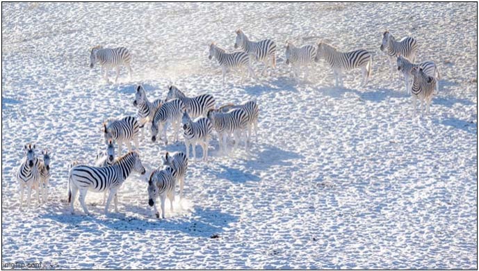 Zebra Herd In The South African Snow | image tagged in zebra,south africa,snow | made w/ Imgflip meme maker