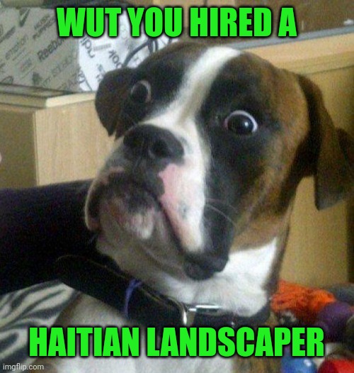 Scared dog | WUT YOU HIRED A HAITIAN LANDSCAPER | image tagged in scared dog | made w/ Imgflip meme maker