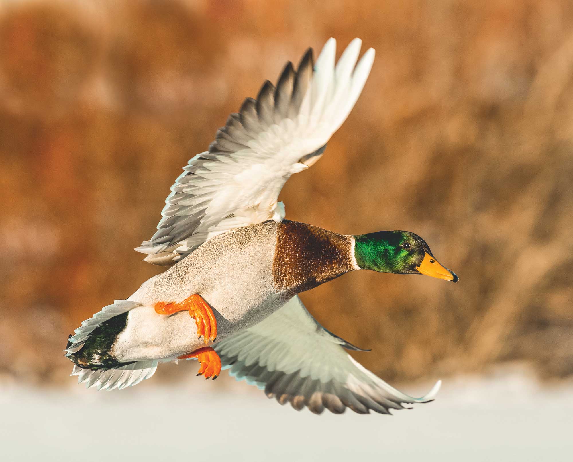 Duck flying Blank Meme Template