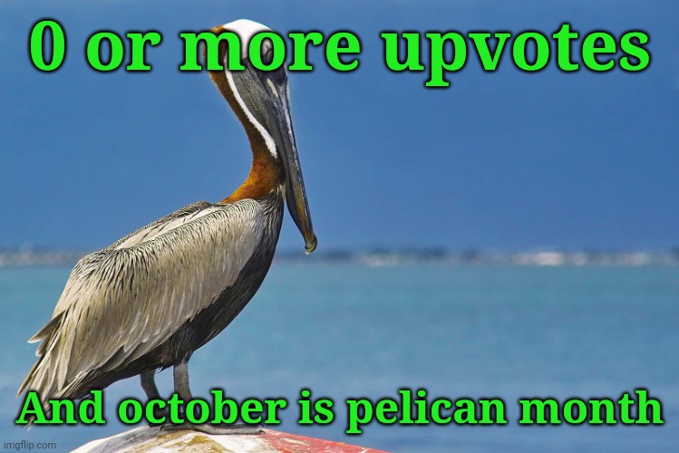 Pelican | 0 or more upvotes; And october is pelican month | image tagged in pelican | made w/ Imgflip meme maker