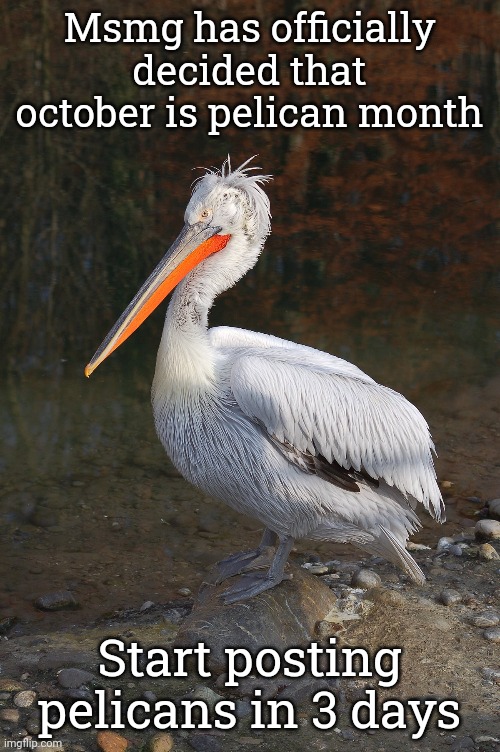 Msmg has officially decided that october is pelican month; Start posting pelicans in 3 days | made w/ Imgflip meme maker