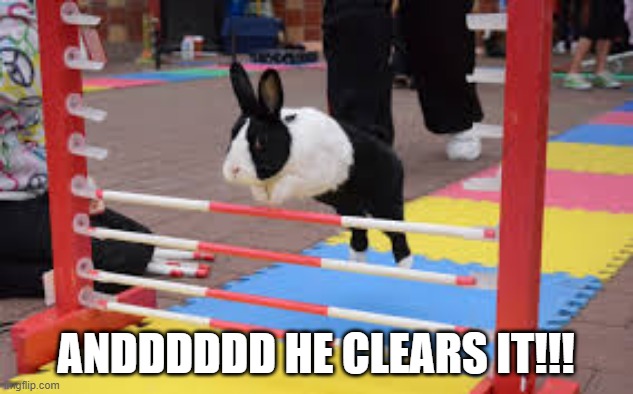 Bunnyquestrian | ANDDDDDD HE CLEARS IT!!! | image tagged in bunnies | made w/ Imgflip meme maker