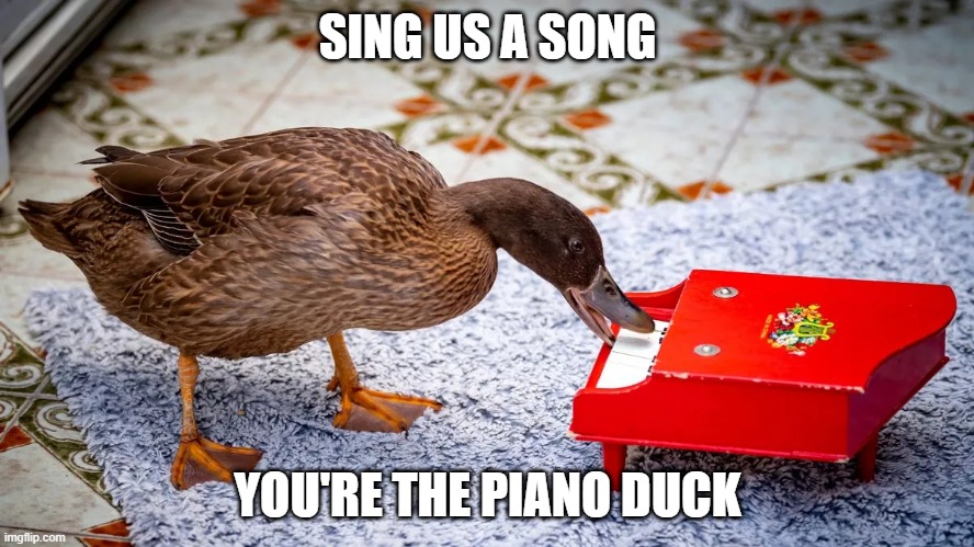 Piano Duck | SING US A SONG; YOU'RE THE PIANO DUCK | image tagged in ducks | made w/ Imgflip meme maker