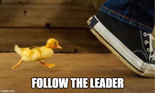 Duck Follow | FOLLOW THE LEADER | image tagged in ducks | made w/ Imgflip meme maker