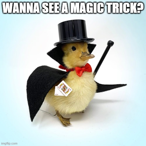 Magic Duck | WANNA SEE A MAGIC TRICK? | image tagged in ducks | made w/ Imgflip meme maker