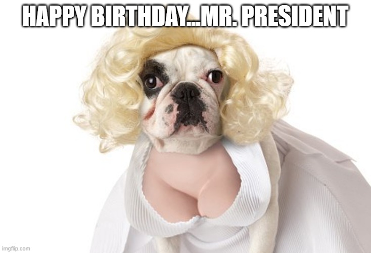 Marilyn Dogroe | HAPPY BIRTHDAY...MR. PRESIDENT | image tagged in dogs | made w/ Imgflip meme maker