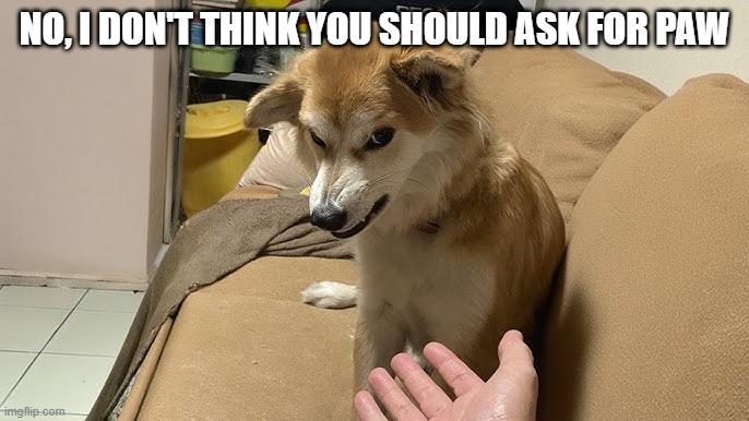 Grumpy Dog | NO, I DON'T THINK YOU SHOULD ASK FOR PAW | image tagged in dogs | made w/ Imgflip meme maker