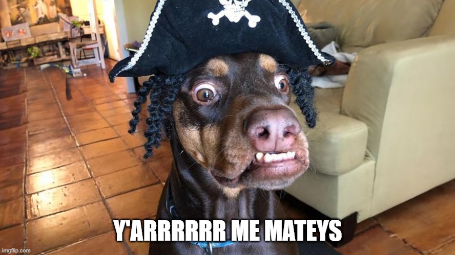 Pirate Dog | Y'ARRRRRR ME MATEYS | image tagged in dogs | made w/ Imgflip meme maker