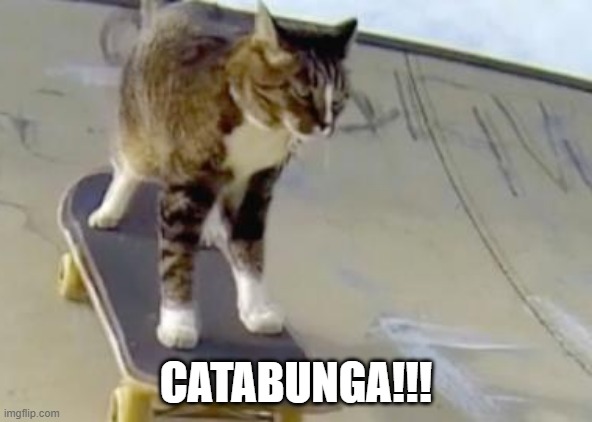 Skater Cat | CATABUNGA!!! | image tagged in cats | made w/ Imgflip meme maker