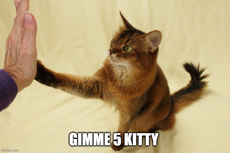 High 5 Cat | GIMME 5 KITTY | image tagged in cats | made w/ Imgflip meme maker