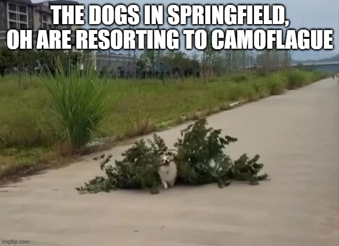 They're Eating the Dogs | THE DOGS IN SPRINGFIELD, OH ARE RESORTING TO CAMOFLAGUE | image tagged in politics,trump | made w/ Imgflip meme maker