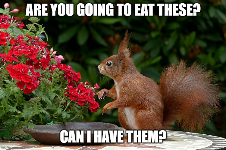 squirrel | ARE YOU GOING TO EAT THESE? CAN I HAVE THEM? | image tagged in squirrel,flowers | made w/ Imgflip meme maker