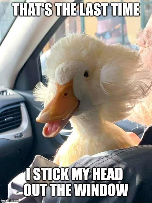 YOU'RE NOT A DOG | THAT'S THE LAST TIME; I STICK MY HEAD 
OUT THE WINDOW | image tagged in duck,ducks,memes | made w/ Imgflip meme maker