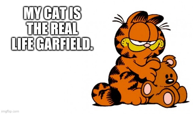 fat cat. | MY CAT IS THE REAL LIFE GARFIELD. | image tagged in garfield,grumpy cat,cat,cats | made w/ Imgflip meme maker