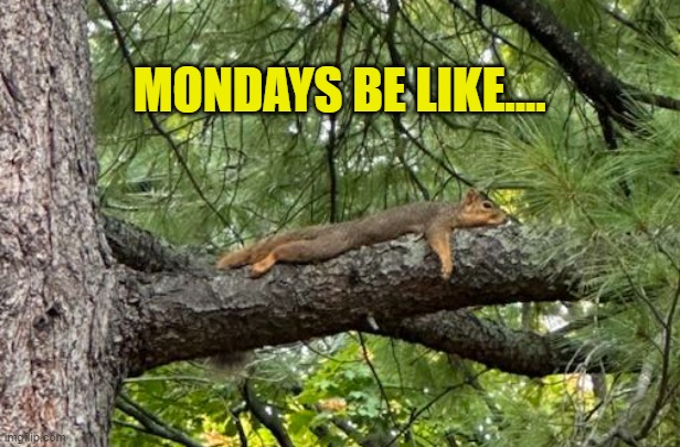 Mondays Be Like.... | MONDAYS BE LIKE.... | image tagged in monday,bliues,squirrels,sleepy,hangover | made w/ Imgflip meme maker