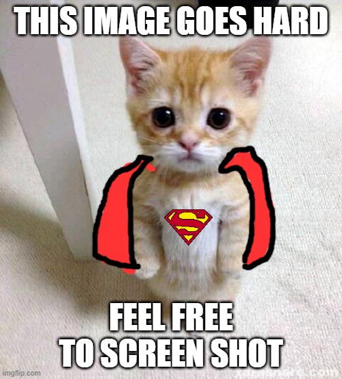 Cute Cat | THIS IMAGE GOES HARD; FEEL FREE TO SCREEN SHOT | image tagged in memes,cute cat | made w/ Imgflip meme maker