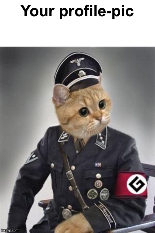 Grammar Nazi Cat | Your profile-pic | image tagged in grammar nazi cat | made w/ Imgflip meme maker