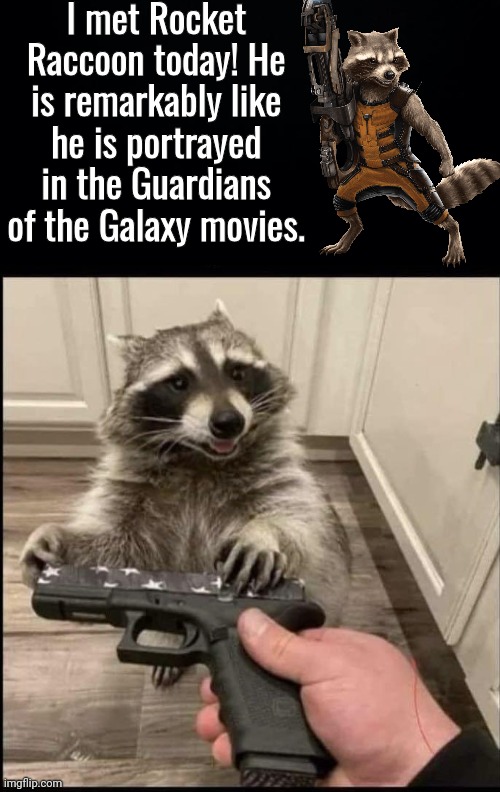 I met Rocket Raccoon | I met Rocket Raccoon today! He is remarkably like he is portrayed in the Guardians of the Galaxy movies. | image tagged in black background,rocket raccoon,real life | made w/ Imgflip meme maker