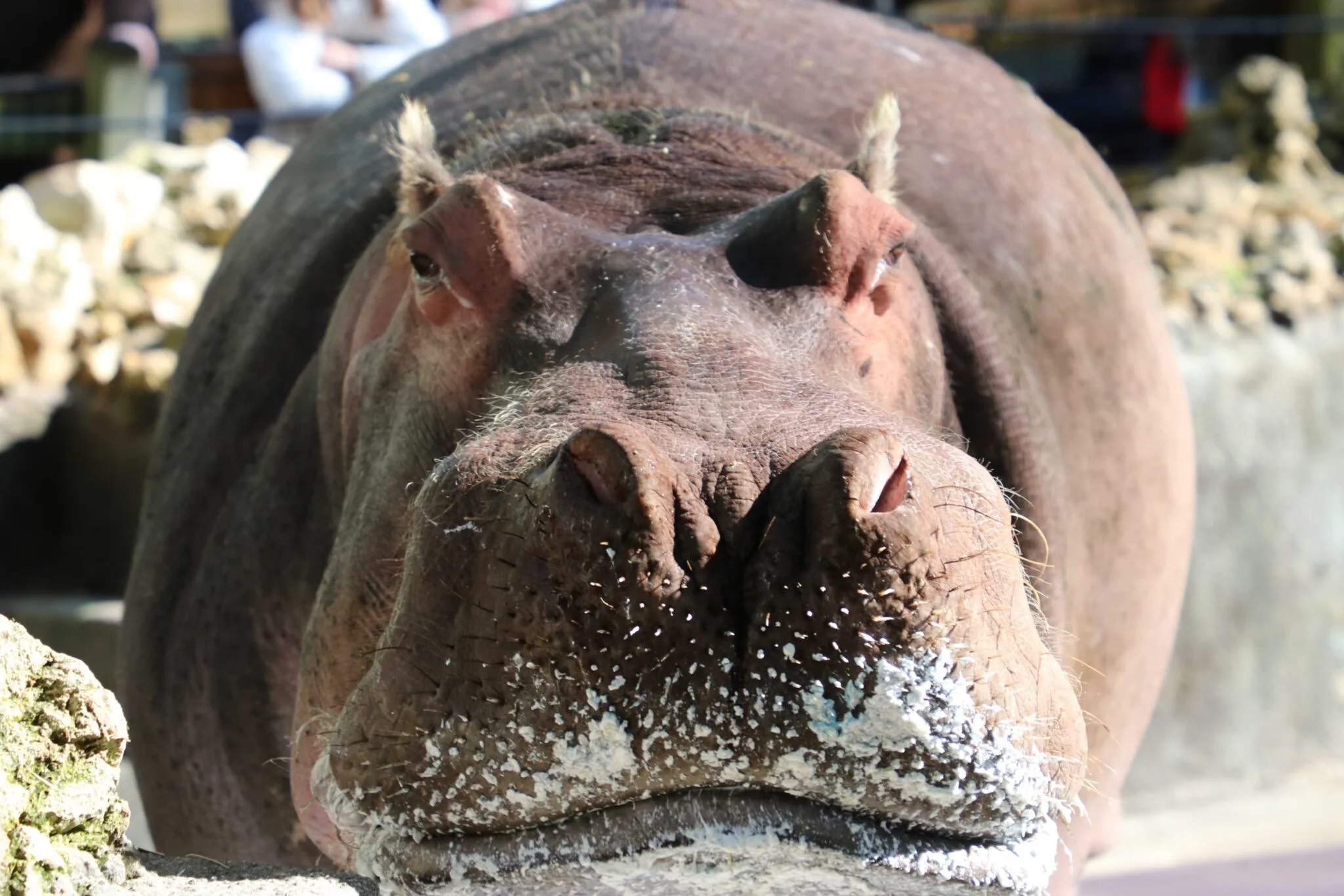 LU the Hippo Blank Meme Template