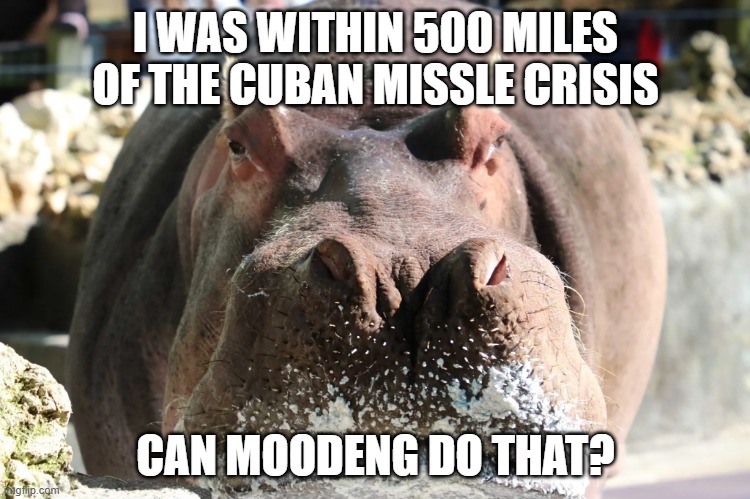 LU the Hippo | I WAS WITHIN 500 MILES OF THE CUBAN MISSLE CRISIS; CAN MOODENG DO THAT? | image tagged in lu the hippo | made w/ Imgflip meme maker