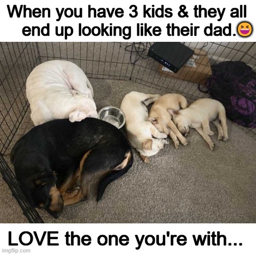 Embrace LIFE | When you have 3 kids & they all 
end up looking like their dad. 😆; LOVE the one you're with... | image tagged in life,love,kids,shared experience,superficial vs real,adulting | made w/ Imgflip meme maker