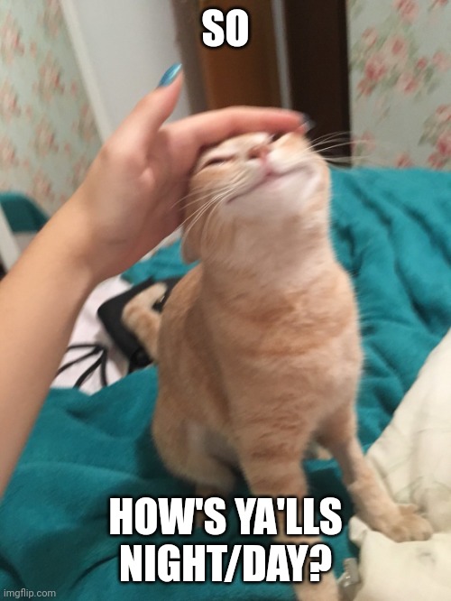 :3 | SO; HOW'S YA'LLS NIGHT/DAY? | image tagged in cat pat | made w/ Imgflip meme maker