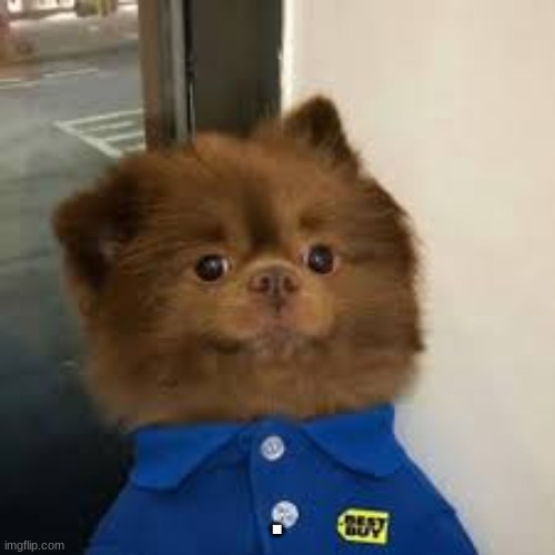 bamboozled doggo | . | image tagged in bamboozled doggo | made w/ Imgflip meme maker