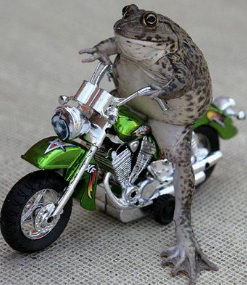 frog moto Blank Meme Template