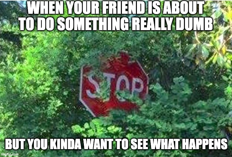 Dumb friends | WHEN YOUR FRIEND IS ABOUT TO DO SOMETHING REALLY DUMB; BUT YOU KINDA WANT TO SEE WHAT HAPPENS | image tagged in stop sign behind bushes | made w/ Imgflip meme maker