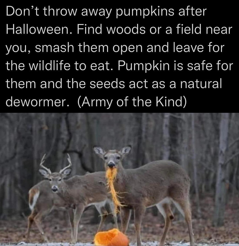 Help wildlife | image tagged in feeding,pumpkin | made w/ Imgflip meme maker