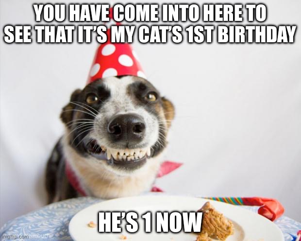 birthday dog | YOU HAVE COME INTO HERE TO SEE THAT IT’S MY CAT’S 1ST BIRTHDAY; HE’S 1 NOW | image tagged in birthday dog | made w/ Imgflip meme maker