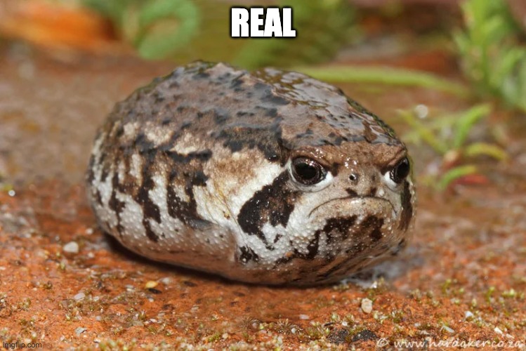 angry toad with no legs | REAL | image tagged in angry toad with no legs | made w/ Imgflip meme maker