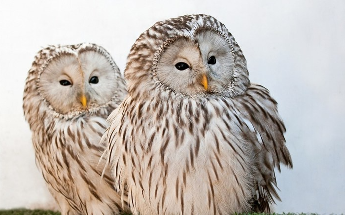 Owl  twins barred Blank Meme Template