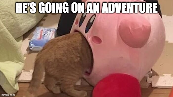 Kirby Cat | HE'S GOING ON AN ADVENTURE | image tagged in cats | made w/ Imgflip meme maker