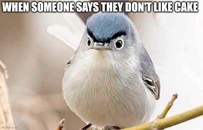 WHEN SOMEONE SAYS THEY DON'T LIKE CAKE | image tagged in funny memes | made w/ Imgflip meme maker