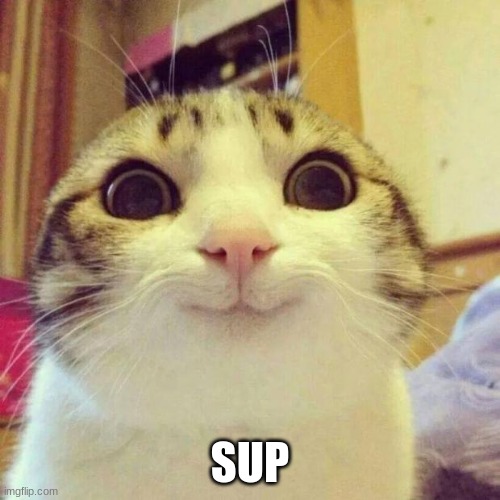 Sup | SUP | image tagged in memes,smiling cat,hello,cute cat,funny,cat | made w/ Imgflip meme maker