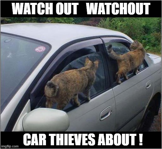 Don't Leave Your Valuables In Plain Sight ! | WATCH OUT   WATCHOUT; CAR THIEVES ABOUT ! | image tagged in cats,cars,watch out,thieves | made w/ Imgflip meme maker